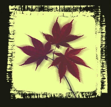 Maple