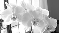 Orchid